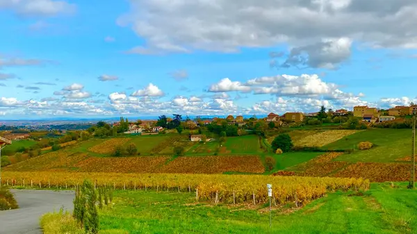 Krásné Vinice Regionu Beaujolais Francii — Stock fotografie