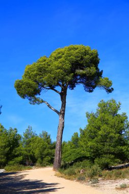 Fransa 'nın güneyindeki ulusal Calanques parkının yeşil bitki örtüsü.