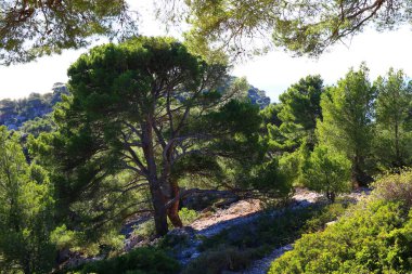 Fransa 'nın güneyindeki ulusal Calanques parkının yeşil bitki örtüsü.
