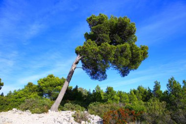 Fransa 'nın güneyindeki ulusal Calanques parkının yeşil bitki örtüsü.