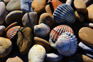 Fransa 'nın güneyindeki Camargue Ulusal Parkı' nda güzel deniz kabuklarıyla dolu bir plaj.