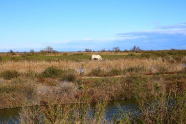 Rhone Nehri deltası Fransa 'nın güneyindeki Camargue Ulusal Parkı' nda.