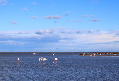 Aralık ayında Fransa 'daki Camargue Ulusal Pembe Flamingolar
