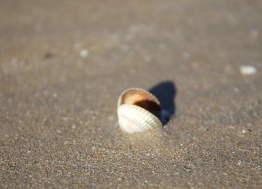 Camargue sahilinde küçük bir deniz kabuğu