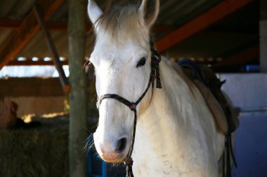 Güney Fransa 'daki Camargue Ulusal Parkı' nda güzel beyaz atlar