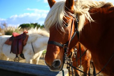 Güney Fransa 'daki Camargue Ulusal Parkı' nda güzel kahverengi at.
