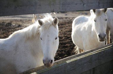 Güney Fransa 'daki Camargue Ulusal Parkı' nda güzel beyaz atlar