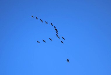 Güney Fransa 'daki Camargue Ulusal Parkı' nda mavi gökyüzünde uçan flamingo stoğu