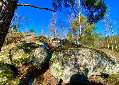 Paris yakınlarındaki Fontainebleau 'da büyük kayalıkları olan orman.