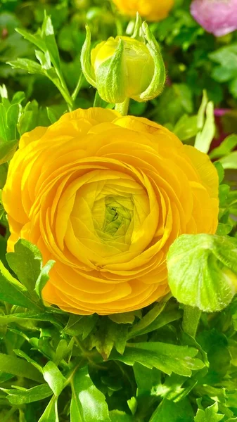 Spring yellow flower at the market