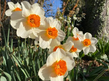Baharda parkta çiçek açan neşeli nergis çiçekleri.
