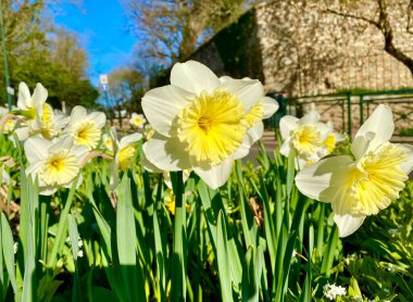 Baharda parkta çiçek açan neşeli nergis çiçekleri.