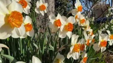 İlkbaharda açan güzel nergis çiçekleri