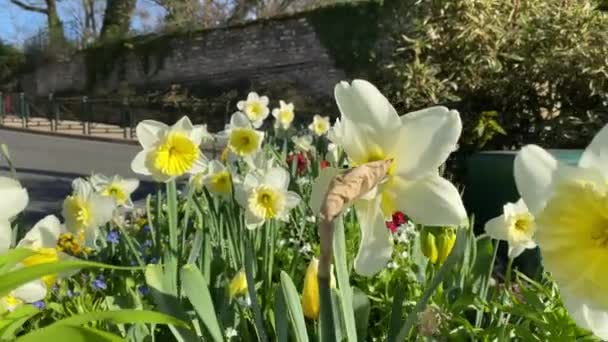 Piękny Żonkil Kwiaty Kwitnące Wiosną — Wideo stockowe