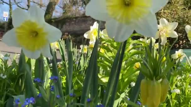 Mooie Narcis Bloemen Bloeien Het Voorjaar — Stockvideo