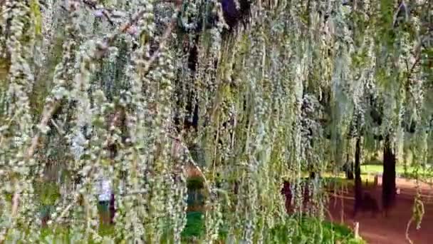 Massive Peitsche Für Die Blaue Zeder Arboretum Frankreich — Stockvideo