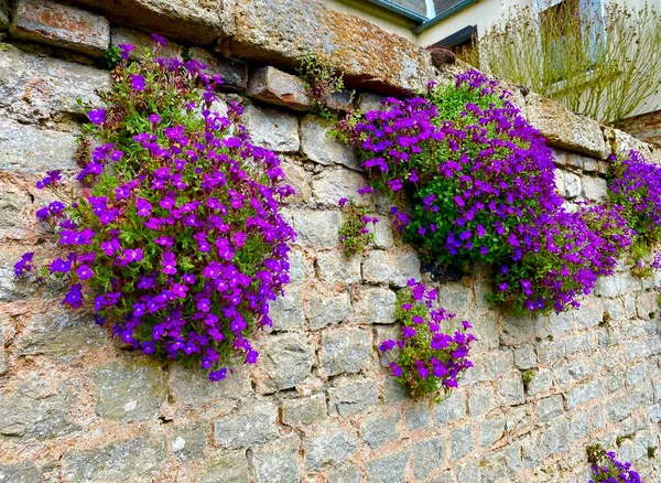 Beautiful purple spring flowers growing on an old wall