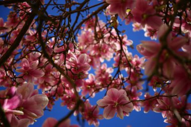 İlkbaharda açan yemyeşil manolya çiçekleri