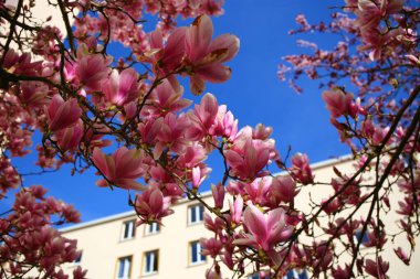İlkbaharda açan yemyeşil manolya çiçekleri