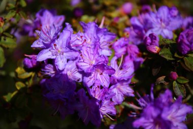 Baharda yemyeşil rhododendron çiçekleri
