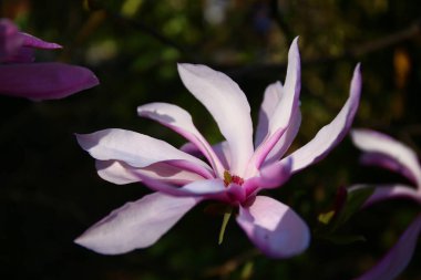 Baharda açan güzel pembe manolya çiçekleri.