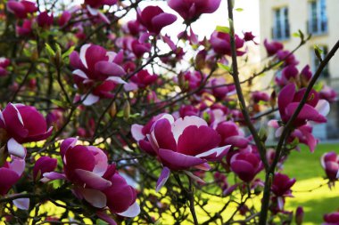 Baharda açan güzel pembe manolya çiçekleri.