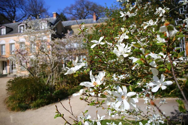 Piękne Białe Kwiaty Magnolii Kwitnące Wiosną — Zdjęcie stockowe