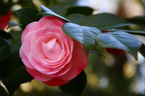 Яскрава Квітка Камелії Цвіте Навесні — стокове фото