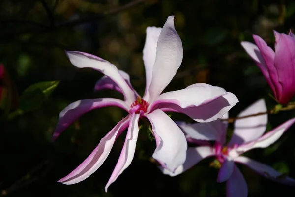 Beautiful Pink Magnolia Flowers Blooming Spring — Stock Photo, Image