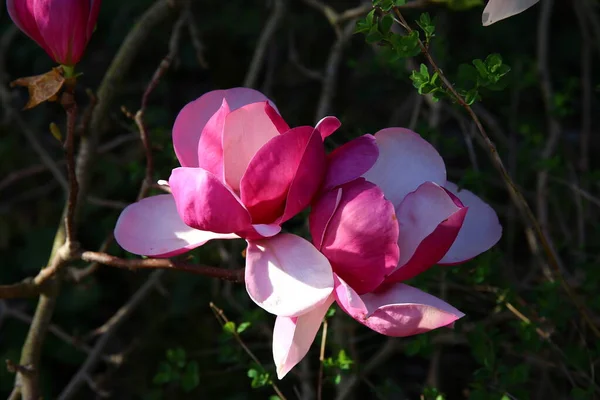 Beautiful Pink Magnolia Flowers Blooming Spring — Stock Photo, Image