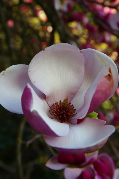 Прекрасные Розовые Цветы Магнолии Цветущие Весной — стоковое фото