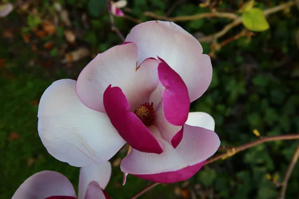 Hermosas Flores Magnolia Rosa Floreciendo Primavera —  Fotos de Stock