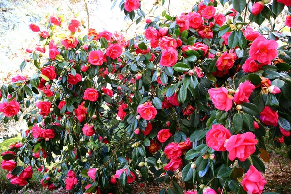 Vackra Röda Camellia Blommor Parken — Stockfoto