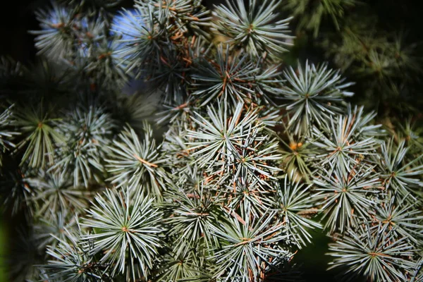 Massiver Blauer Zedernbaum Park Frankreich — Stockfoto