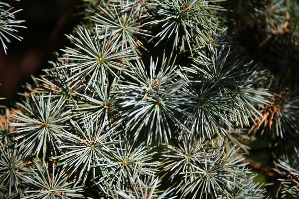 Cedro Azul Masivo Parque Francia — Foto de Stock