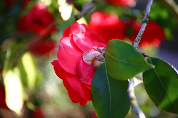 Vackra Röda Camellia Blommor Parken — Stockfoto