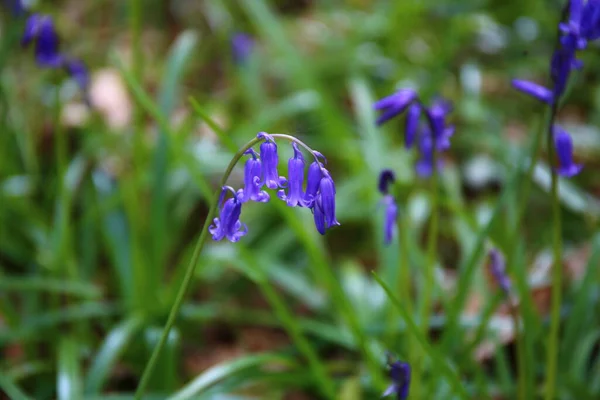 Beaux Bluebells Sauvages Dans Forêt Printemps — Photo