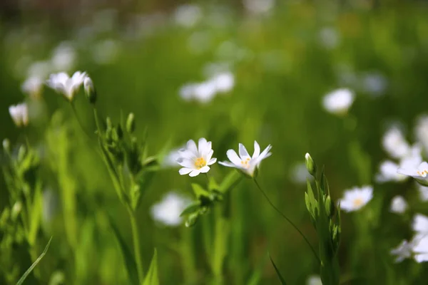 Belle Prairie Avec Des Fleurs Dans Forêt — Photo
