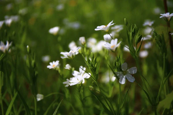 Bonito Prado Com Flores Floresta — Fotografia de Stock