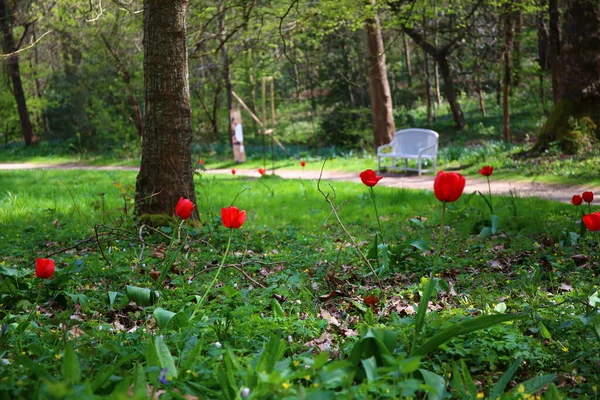 Hermoso Prado Con Flores Tulipán Primavera —  Fotos de Stock