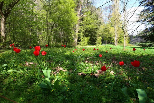 Hermoso Prado Con Flores Tulipán Primavera —  Fotos de Stock