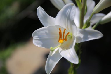 Bahçedeki güzel beyaz zambak çiçekleri