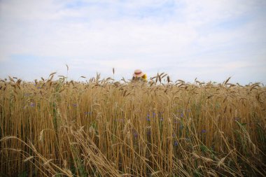 Yazın mısır gevreği olan altın bir tarla.
