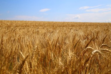 Yazın mısır gevreği olan altın bir tarla.