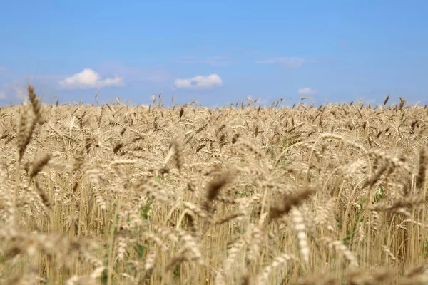 Gyllene Fälten Spannmål Mogna Och Redo Att Skördas — Stockfoto