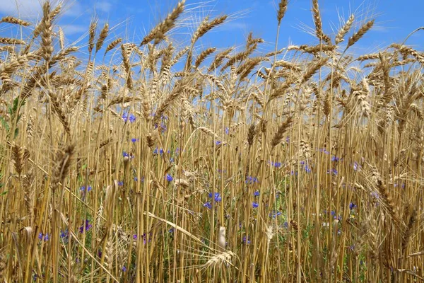 Gyllene Fälten Spannmål Mogna Och Redo Att Skördas — Stockfoto