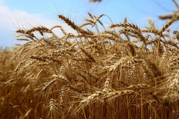 Gyllene Fälten Spannmål Mogna Och Redo Att Skördas — Stockfoto