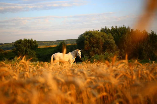 White Horse Pasture Rural Area — Stock Photo, Image