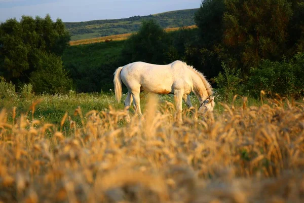 Egy Fehér Legelőn Egy Vidéki Területen — Stock Fotó