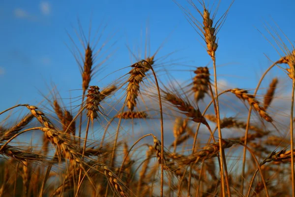 Gyllene Fälten Spannmål Mogna Och Redo Att Skördas — Stockfoto